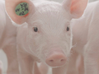 “猪王”“肉王”争锋，牧原双汇互抢地盘