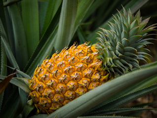 水果巨头争卖海南凤梨